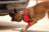 K9 Nose Work